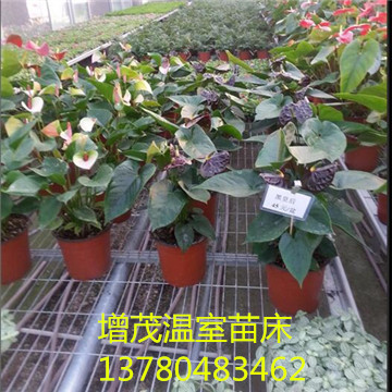 <a href='/' target='_blank'><a href='/' target='_blank'>溫室苗床</a>網</a>廠家