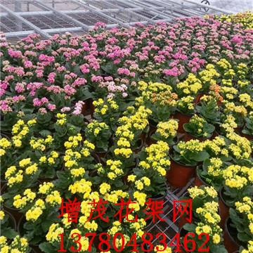 <a href='/' target='_blank'><a href='/' target='_blank'>溫室苗床</a>網</a>廠家