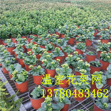 移動<a href='/' target='_blank'>苗圃網</a>